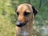 La Garderie Canine