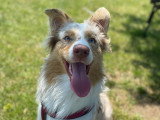 La Garderie Canine