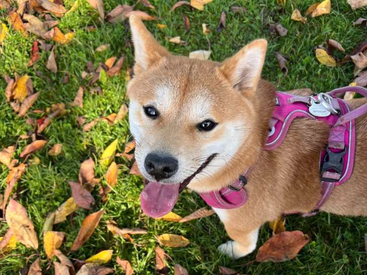 La Garderie Canine