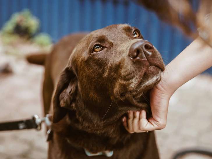 Conscience Pro Canine