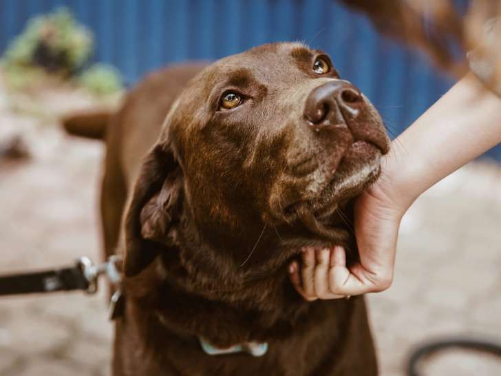 Conscience Pro Canine