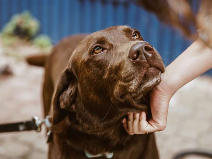 Conscience Pro Canine