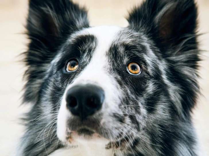 Conscience Pro Canine