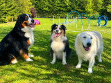 Déclic Dog Passion