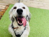 Déclic Dog Passion