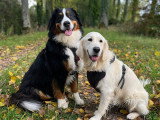 Déclic Dog Passion