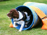 Déclic Dog Passion