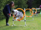 Déclic Dog Passion