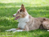Dog-Educ-Sport
