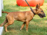Dog-Educ-Sport