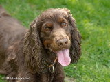 Dog-Educ-Sport