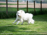 Dog-Educ-Sport