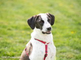 Dog-Educ-Sport