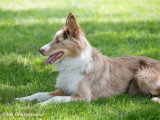 Dog-Educ-Sport