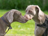 Dog-Educ-Sport