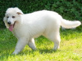 Dog-Educ-Sport
