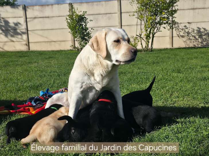 Du Jardin des Capucines