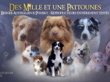 Des Mille & Une Pattounes