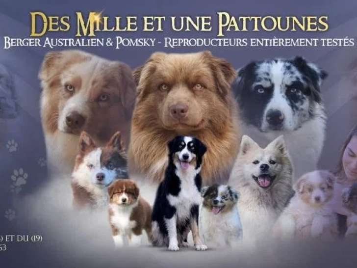 Des Mille & Une Pattounes