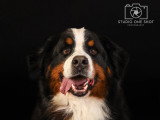 Studio One Shot