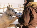 Les Paires Hommes Chiens