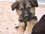 Les Paires Hommes Chiens