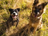 Les Paires Hommes Chiens