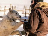 Les Paires Hommes Chiens