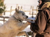 Les Paires Hommes Chiens