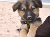 Les Paires Hommes Chiens