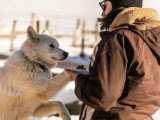 Les Paires Hommes Chiens