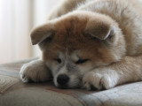 Canina Ligua