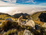 Canina Ligua 