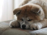 Canina Ligua 