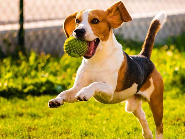 Canidog 
