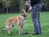 Océ & Dogs