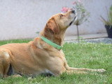 Océ & Dogs