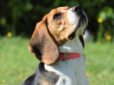 Océ & Dogs