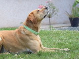 Océ & Dogs
