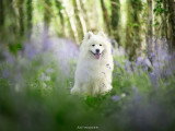An’images