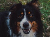LM Dog