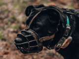 LM Dog