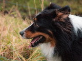 LM Dog