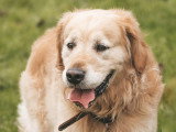 LM Dog