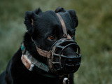 LM Dog
