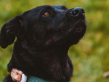 LM Dog