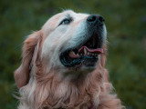 LM Dog