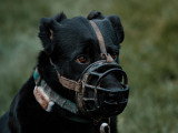 LM Dog