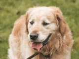 LM Dog