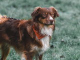 LM Dog
